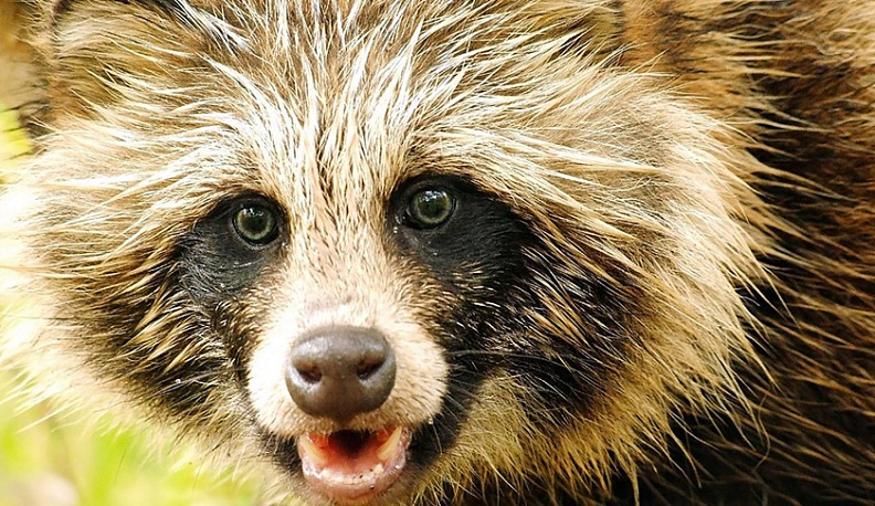 Енотовидная собака стала причиной карантина в Кировском районе 