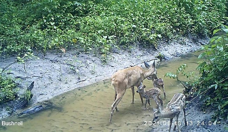 В "Калужских засеках" фотоловушки зафиксировали косулю с тремя косулятами