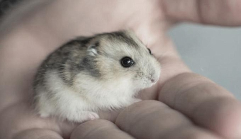 77 тысяч рублей потеряла калужанка, пытаясь продать хомяков
