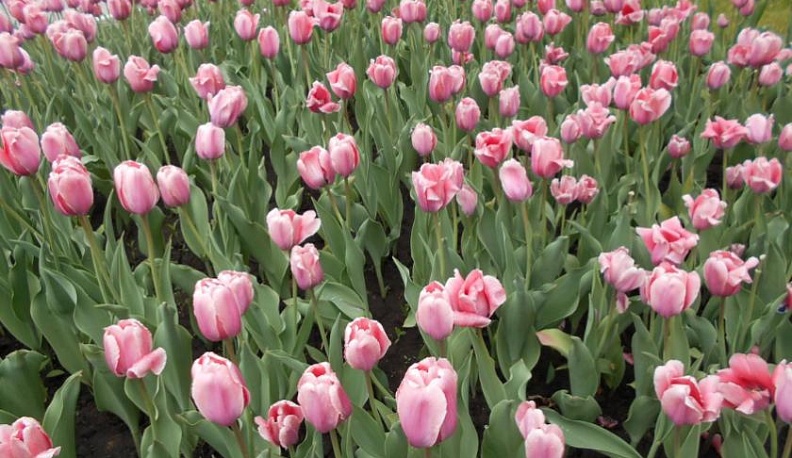 Городские службы продолжают благоустройство Калуги к предстоящему празднику