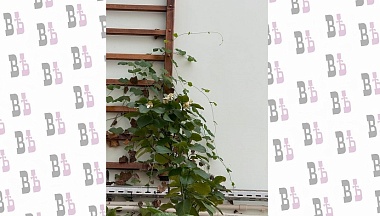 В малоярославецкой школе зацвело помело