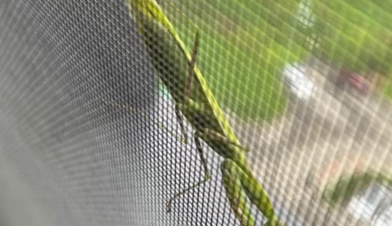 Жители Обнинска заметили в городе богомолов