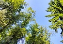 Россельхознадзор оценивает фитосанитарное состояние калужских лесов как благополучное Россельхознадзор оценивает фитосанитарное состояние калужских лесов как благополучное