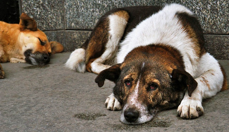 Опасен ли собачий коронавирус для человека?