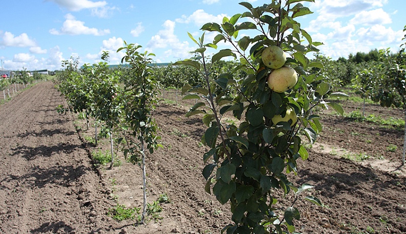 Яблоневые сады в ООО «Зеленые линии – Калуга» .