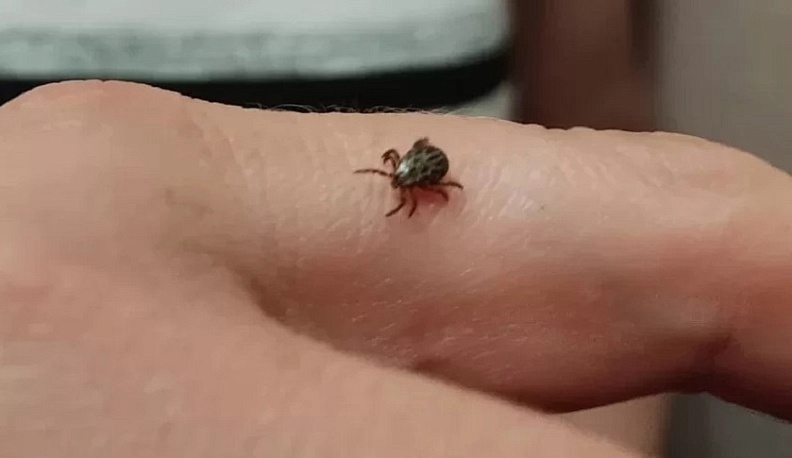 Более 100 жителей Калужской области укусили клещи за неделю