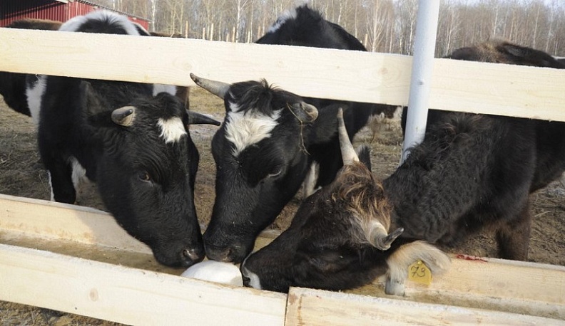 На животноводческий комплекс в Калужской области прибудет 2500 коров из Майами