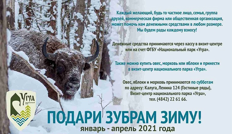 Калужанам предлагают помочь зубрам перезимовать