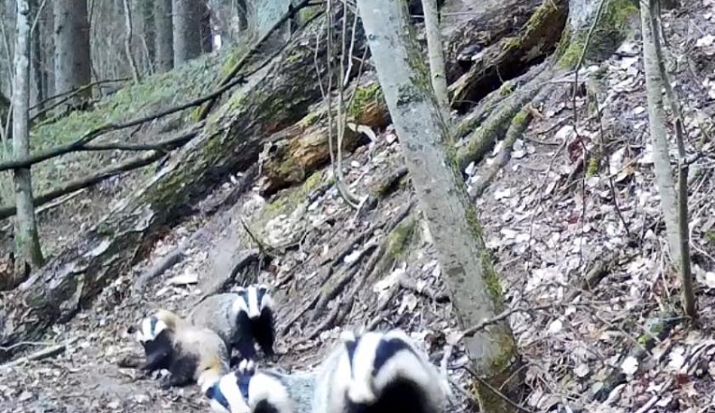 Четыре барсука покрасовались перед камерой фотоловушки в нацпарке "Угра". Видео