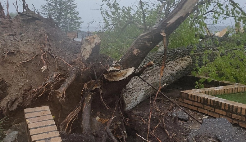 Шквалистый ветер повалил деревья и снес крыши в Людинове