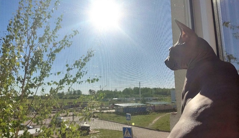 Последнее мартовское воскресенье в Калуге выдастся теплым