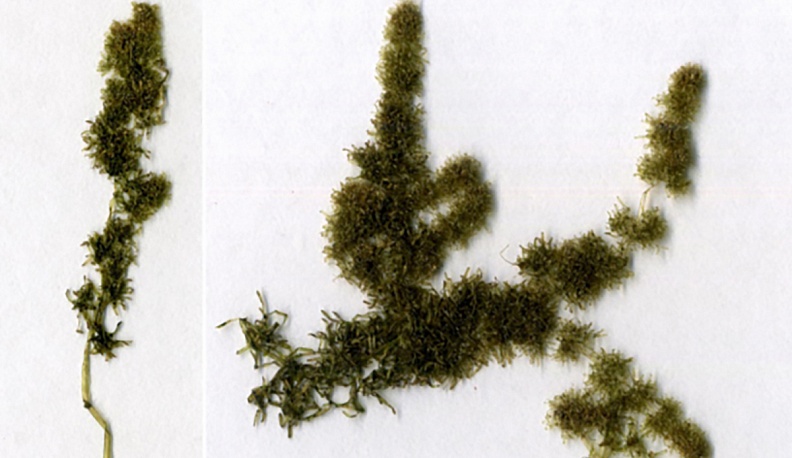 Открытие «кувшина»