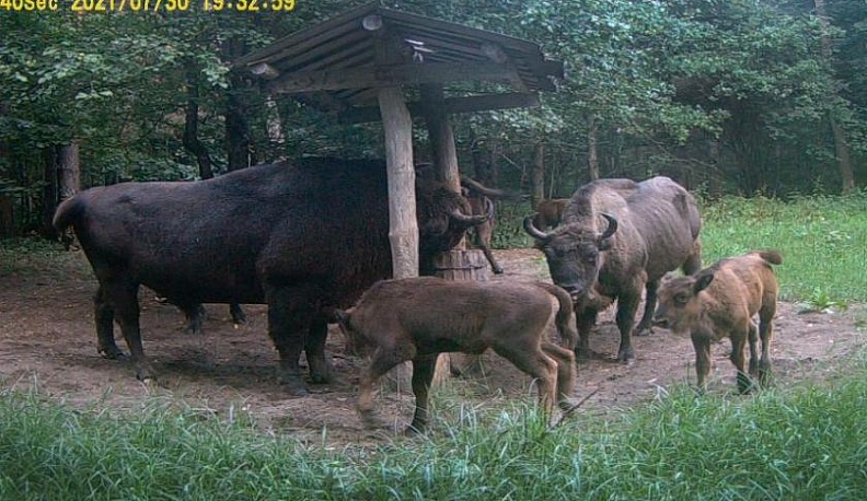 Молодые зубрята попали на камеру фотоловушки в «Калужских засеках»