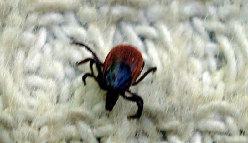 60 жителей Калужской области обратились в больницы из-за укусов клещей