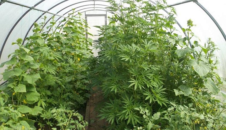 У нарко-фермера под Калугой изъяли 3,5 кг наркотиков