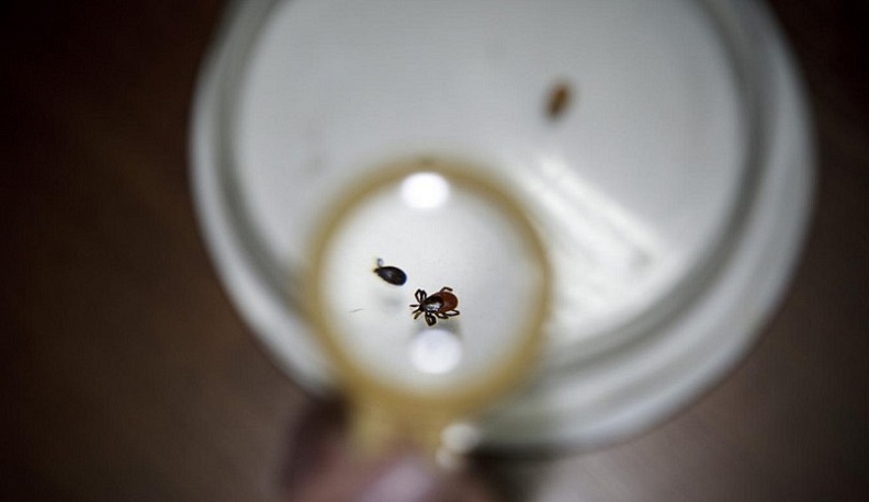 За прошедшую неделю 298 калужан обратились к медикам с укусами клещей