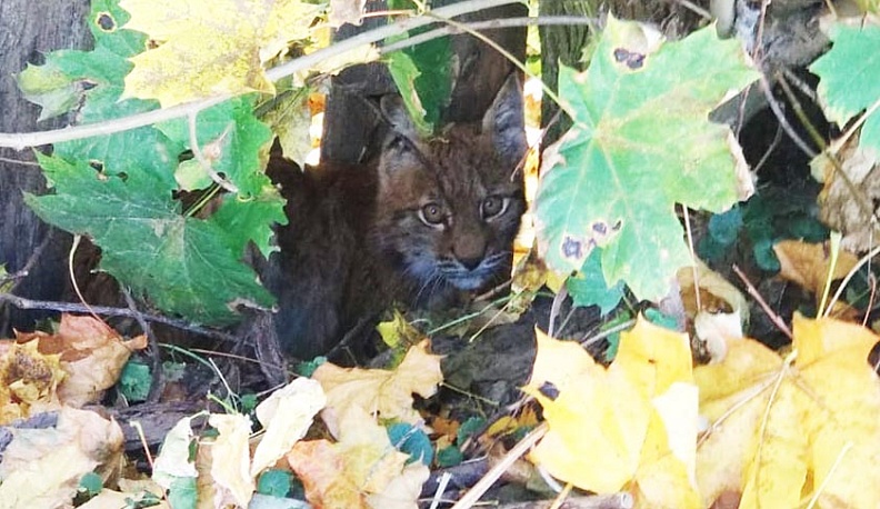 Детёныш дикой рыси гулял по Ульянову
