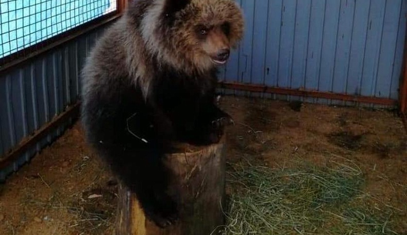 Калужан приглашают на субботник к медведице Маше