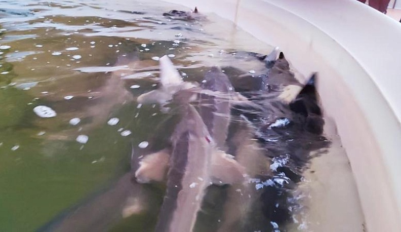 Царь-осётр – к вашему столу