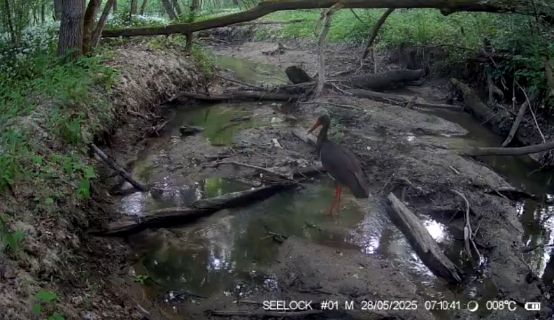 В Калужской области увидели краснокнижного аиста 