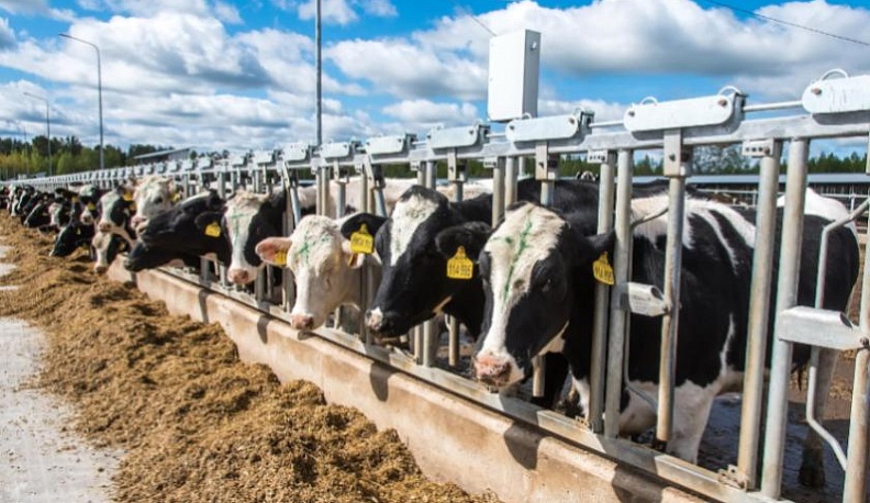 В Медынском районе сельхозпредприятия наращивают темпы производства и переработки молока 