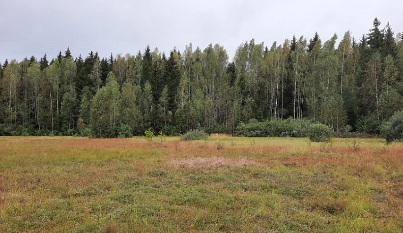 В Боровском районе нашли новое место произрастания круглолистной росянки