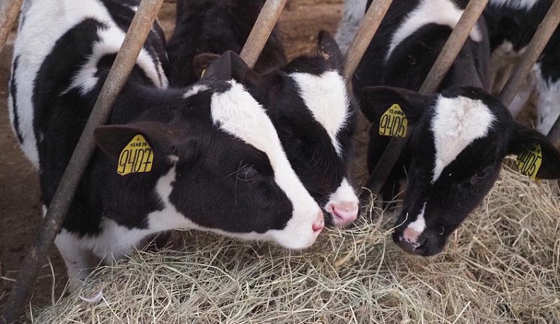 Веление племени