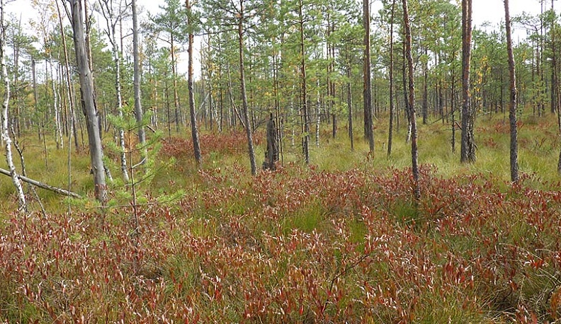 Калужан ждут в нацпарке «Угра» на сбор клюквы после 10 сентября