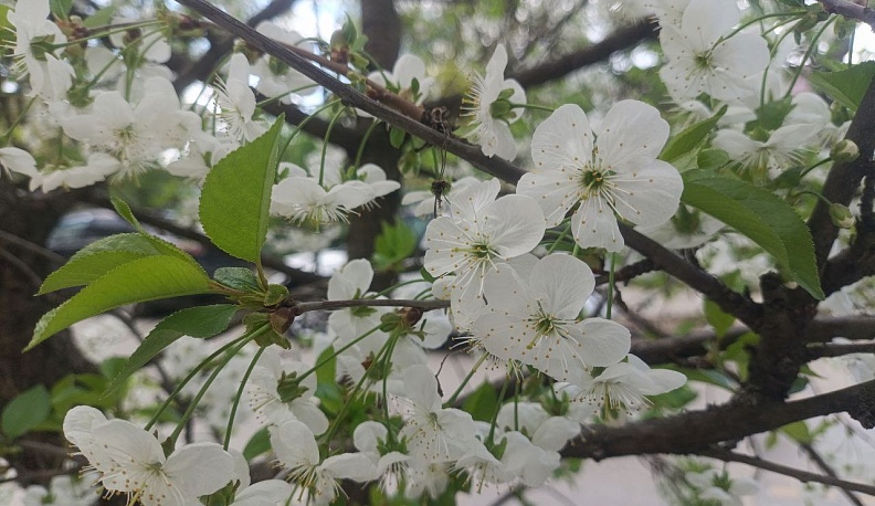 В Калужской области ввели карантин из-за опасного заболевания яблонь