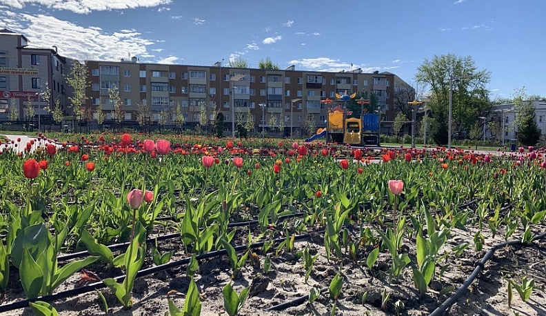 В Калуге начали высаживать тюльпаны