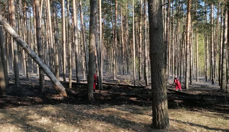 С начала года в Калужской области зафиксировано 11 лесных пожаров
