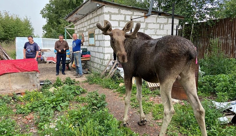 «Феникс»  на птичьих правах