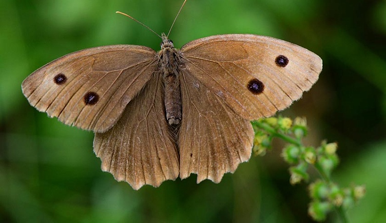 В Калужской области обнаружили редкий вид бабочек 