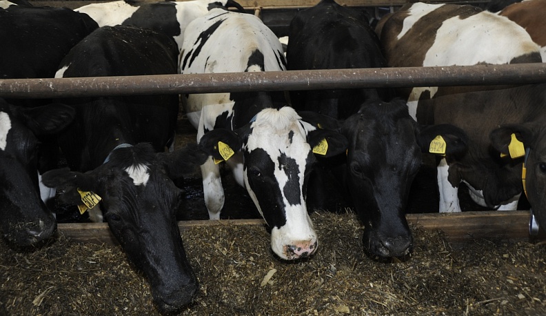 В Калужской области на 9% увеличилось производство молока и мяса