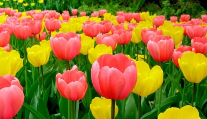 К Дню Победы в городе Кирове расцвели тысячи разноцветных тюльпанов