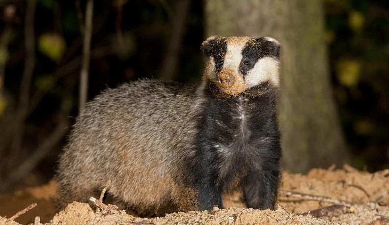 В Калужской области проснувшийся барсук попал в фотоловушку