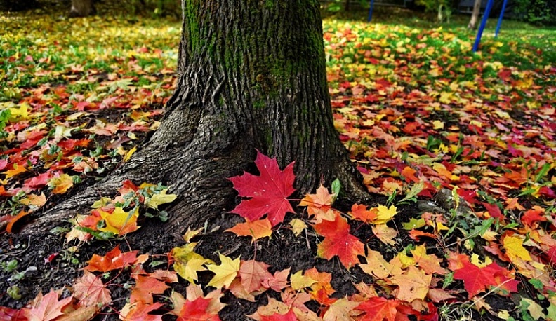 В ближайшие дни калужане не дождутся бабьего лета