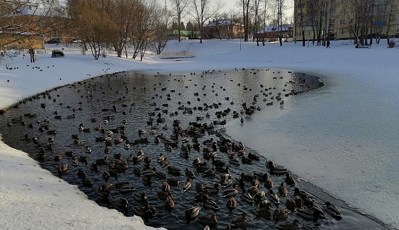 В Калуге утки не дают замерзнуть Пуховскому пруду