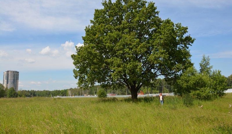Обнинский дуб претендует на статус Российского дерева года