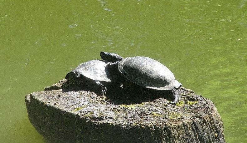 Черепашки наступают