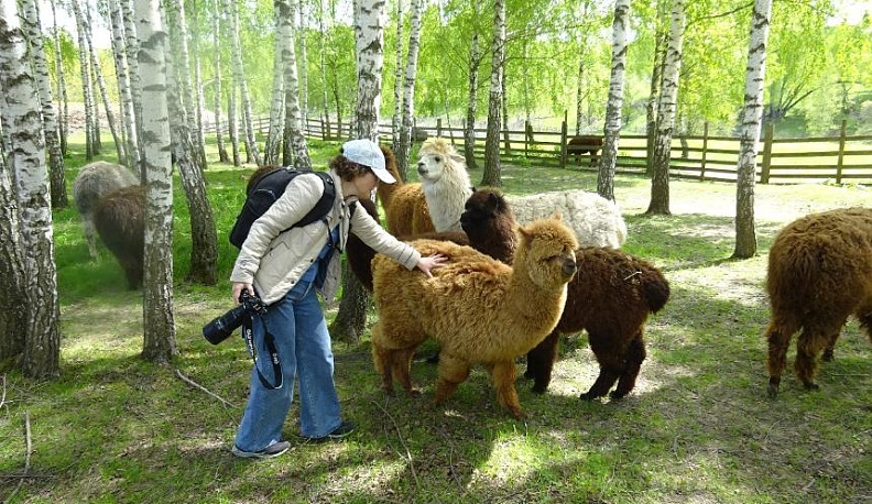 «Там, где пасётся счастье»