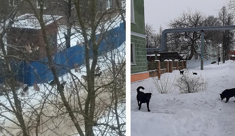 Людиновцы жалуются на стаи бродячих собак