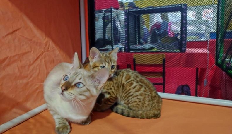 Бенгальская кошка Джульетта со своим потомством