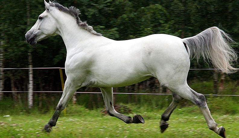 В Боровске по улицам города продефилируют орловские рысаки