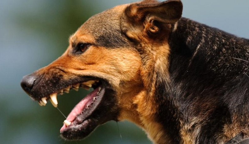 В Калужской области Следственный комитет проверяет факт нападения собаки на ребенка