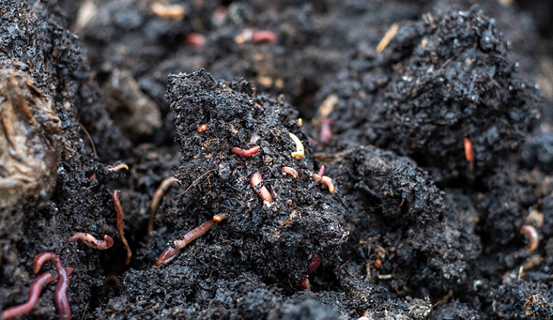 Снедь червей