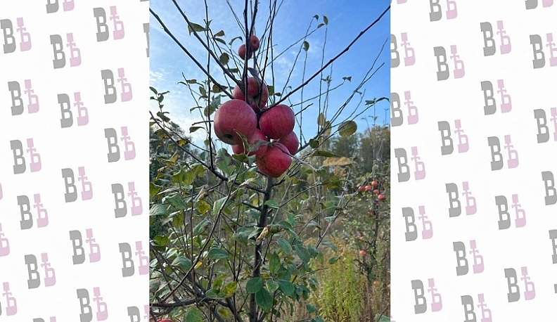 В Калужской области планируется собрать 3,5 тысячи тонн плодов и ягод