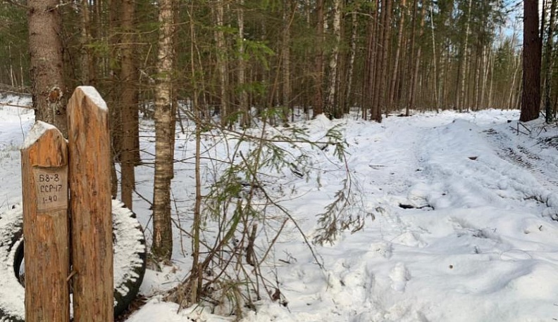 В Козельском районе лесничий за взятку пытался скрыть незаконную рубку леса