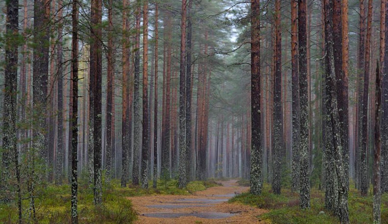В калужском бору никакого строительства не будет