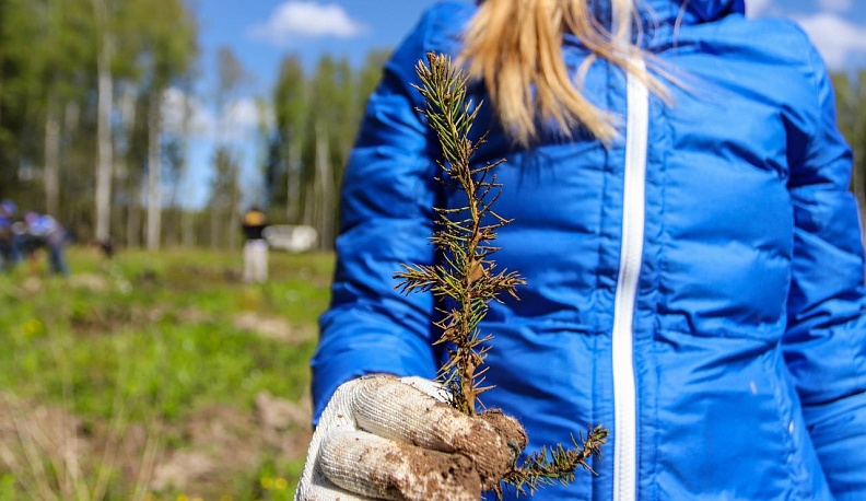 В Калужской области «Сад Памяти» стал больше на 167 тысяч деревьев